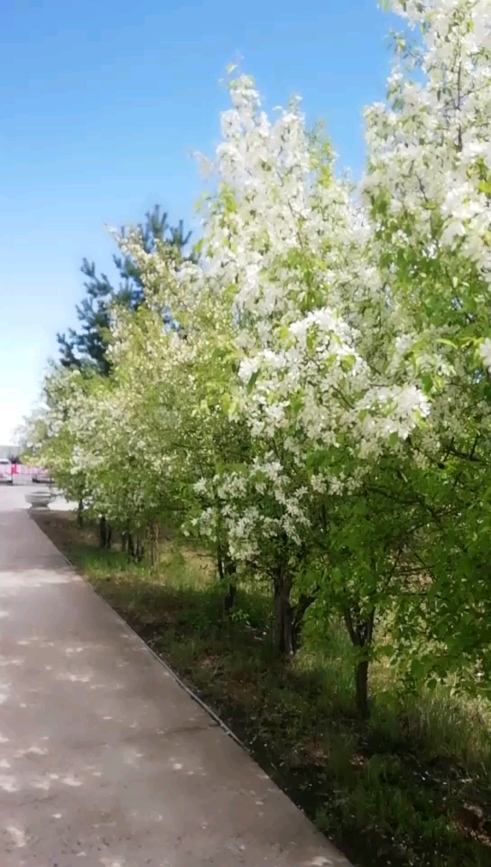 山丁子树开花了