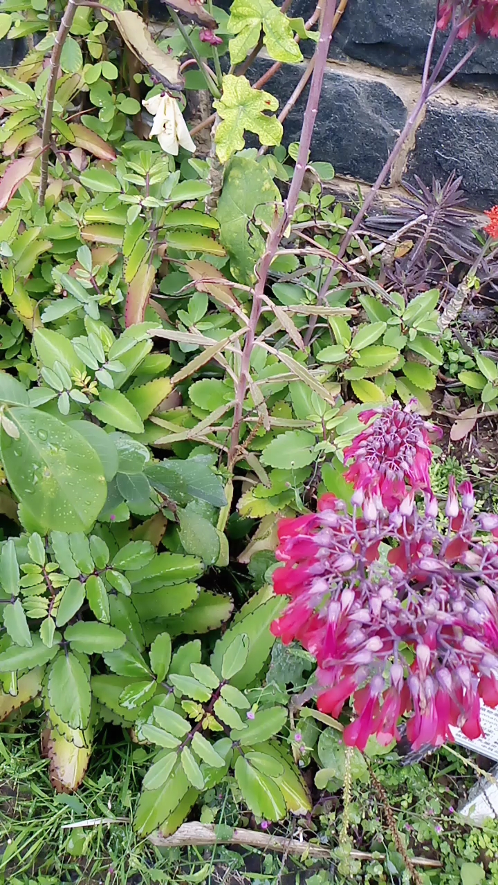 中药 科普之落地生根     主治解毒消肿,铁打损伤