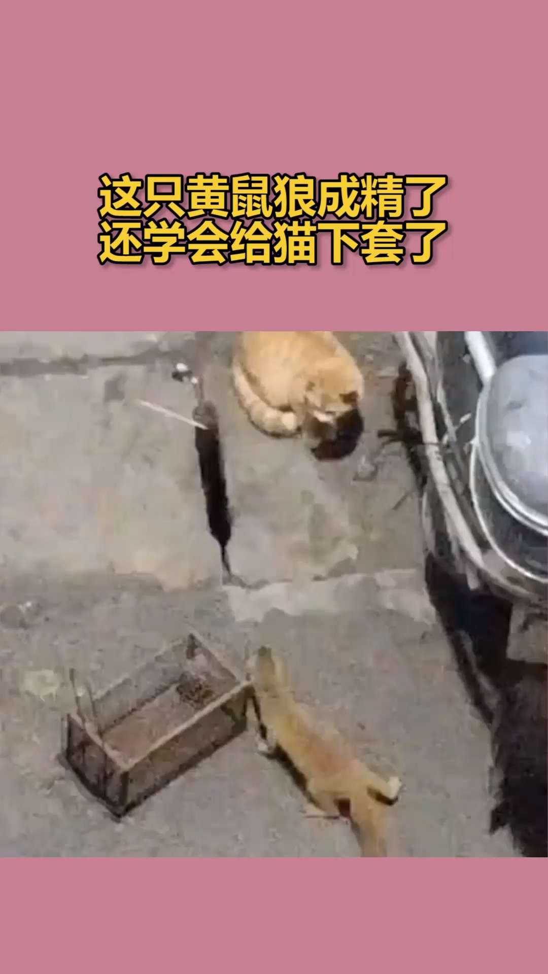 我要上热门这只黄鼠狼成精了还学会给猫下套了