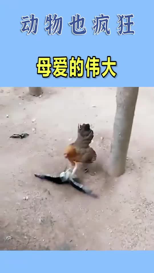 鸡妈妈护小鸡成功赶走老鹰,母爱好伟大