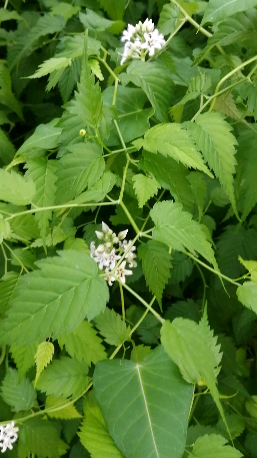 萝藦,又名奶浆草,是一味中药材