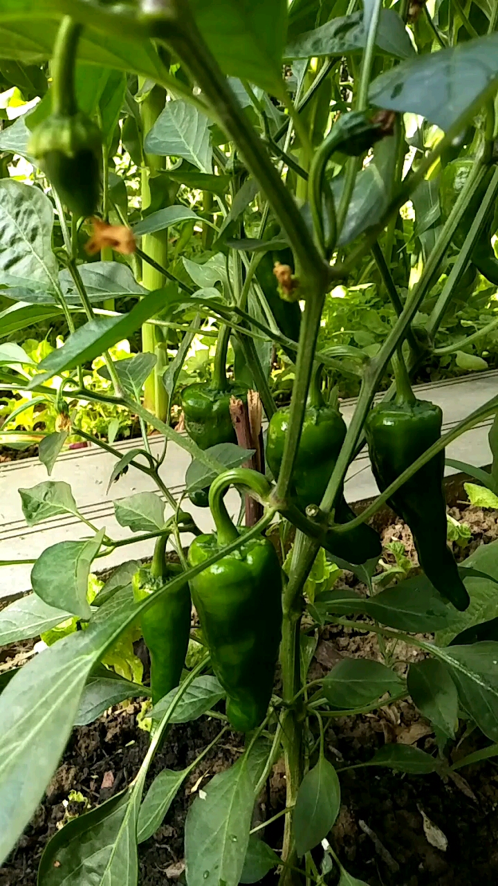 我的小花园#辣椒  菜园里的辣椒结的很多