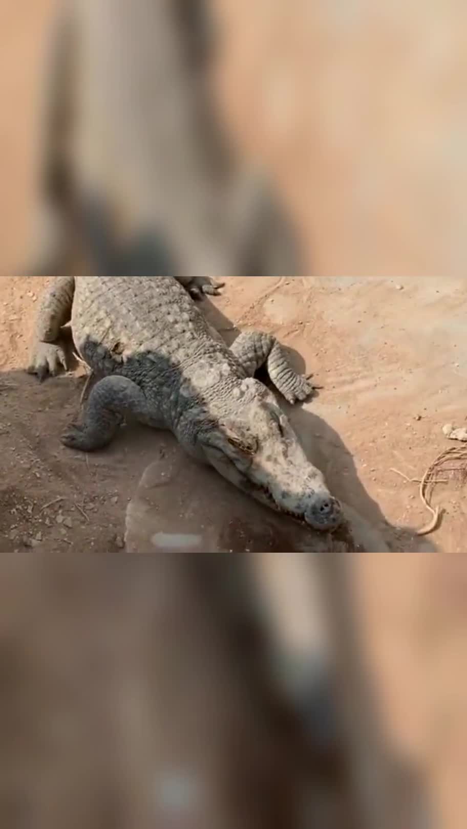 两只鳄鱼为抢食打架,这嘴巴简直不要太吓人,咬合力比老虎还牛!