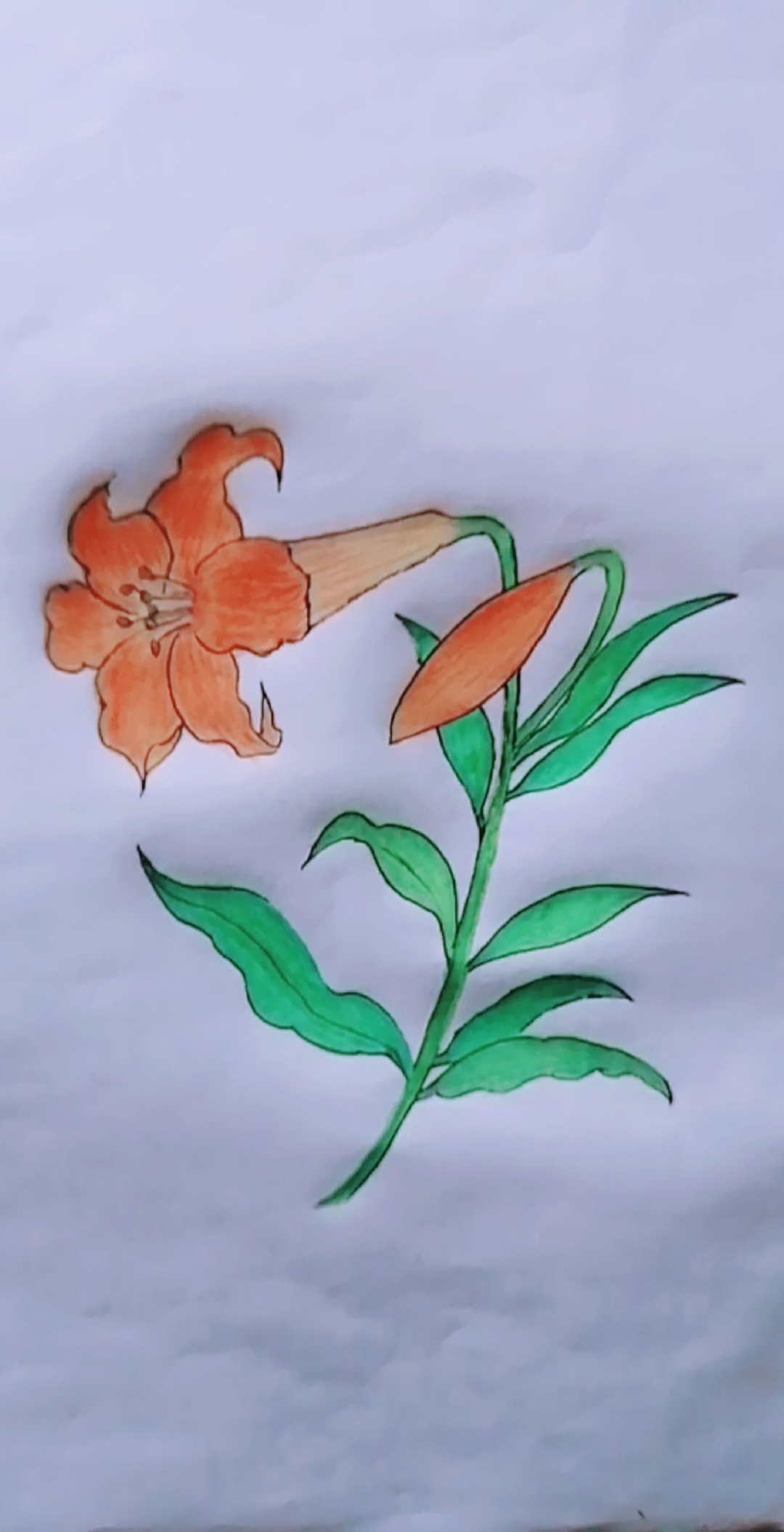 学画画#百合花上个色