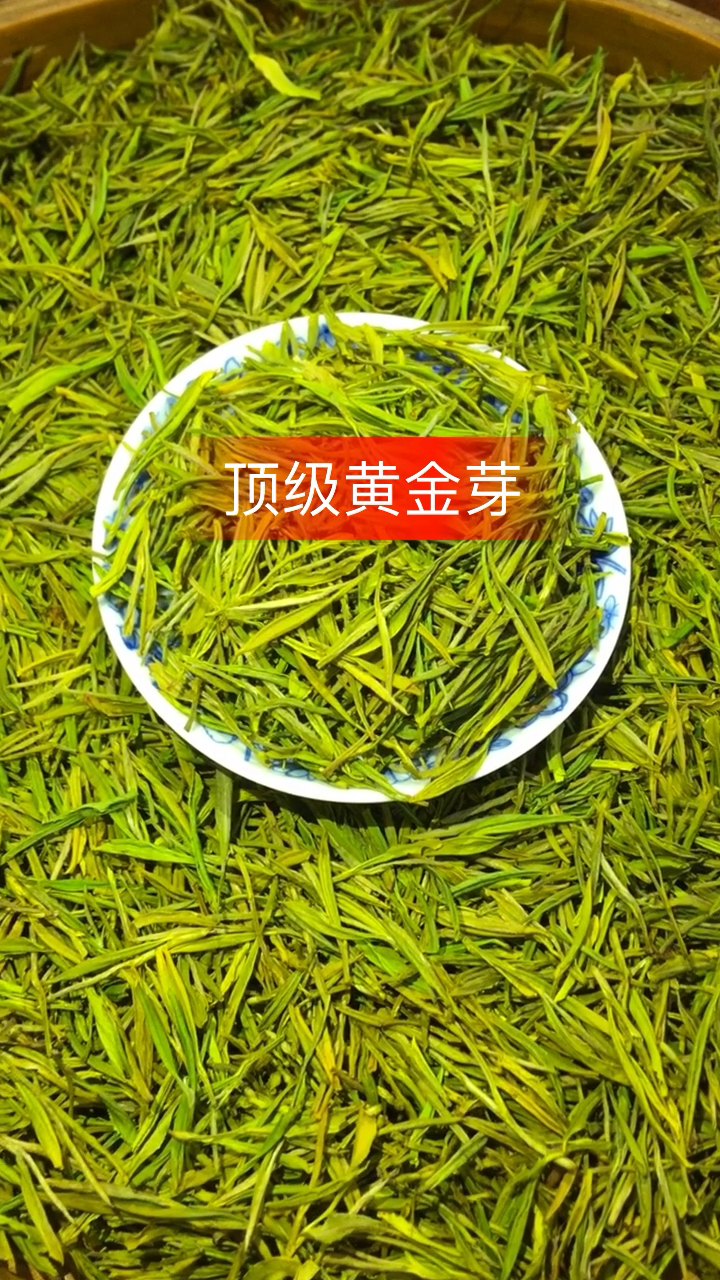 顶级豆香安吉白茶黄金芽一斤五百克