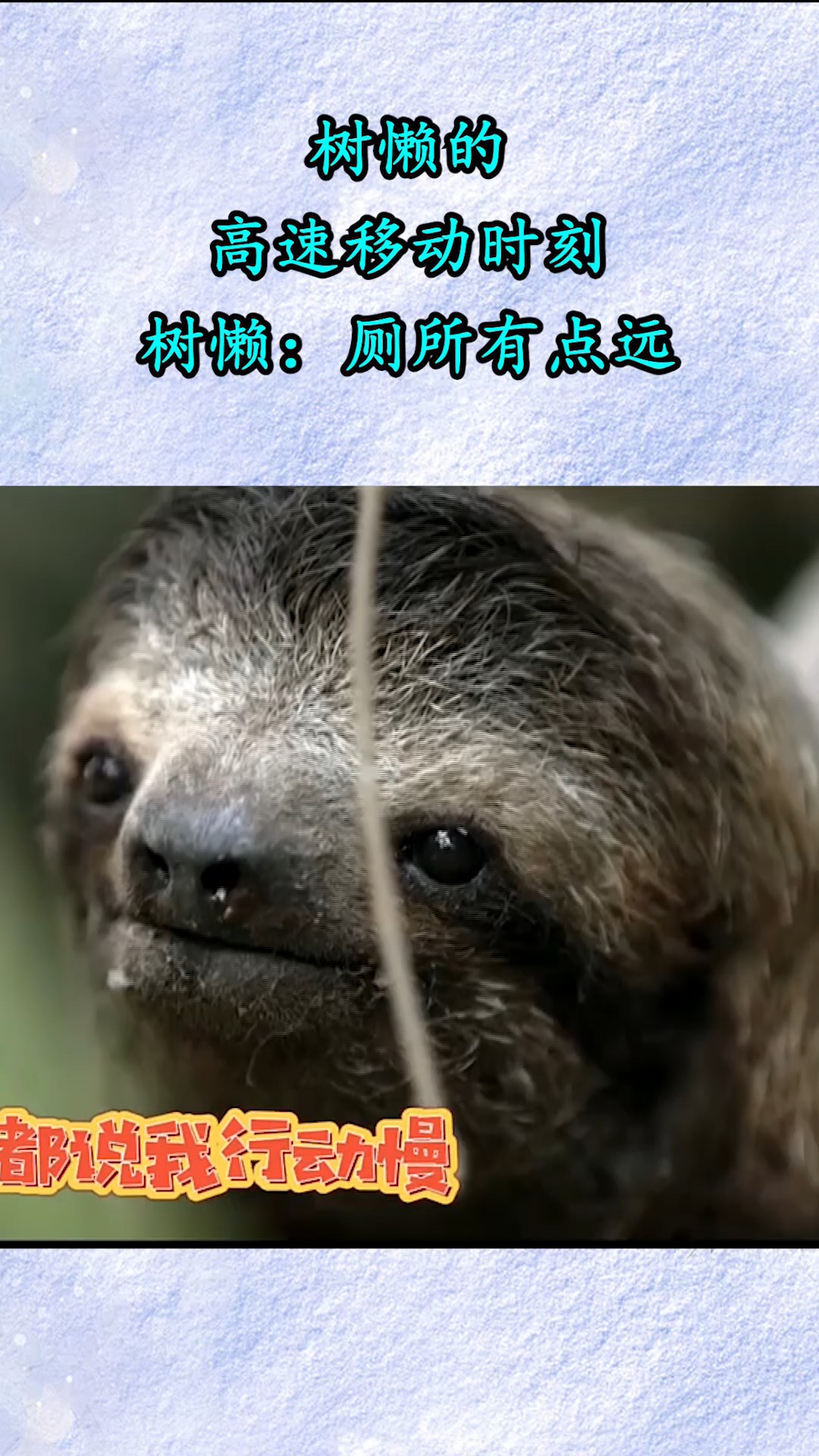 树懒的高速移动时刻,树懒:厕所有点远!