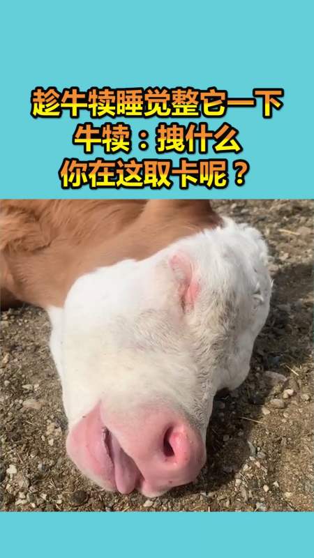 我要上热门#趁牛犊睡觉整它一下,牛犊:拽什么,你在这取卡呢?