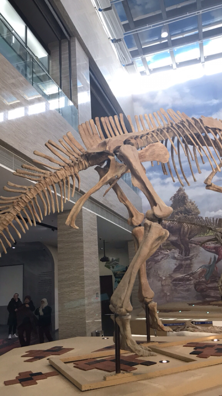 时光游乐园#恐龙化石博物馆