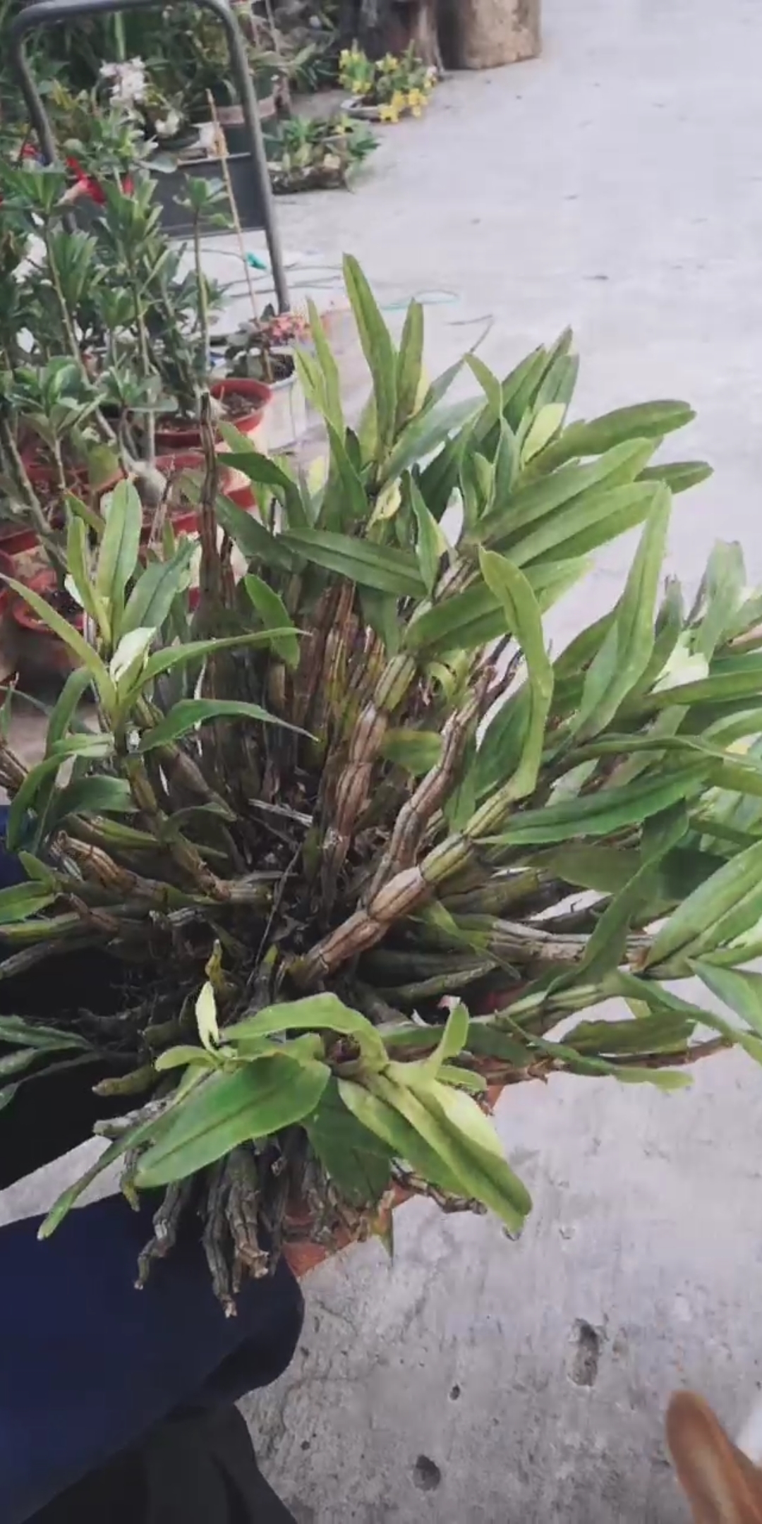 石斛记#大丛的黑毛石斛,已经有花苞了-度小视