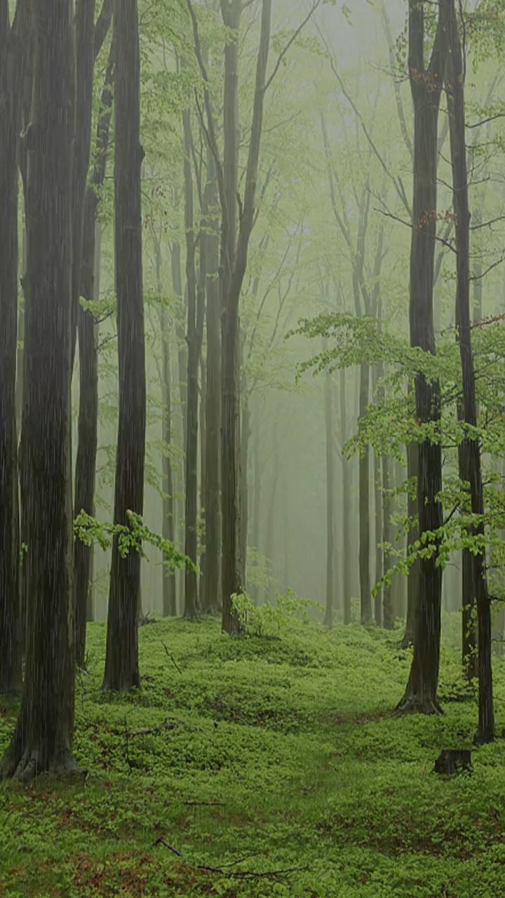 那就来翻翻我的作品吧,希望能给你带来片刻的舒适,森林