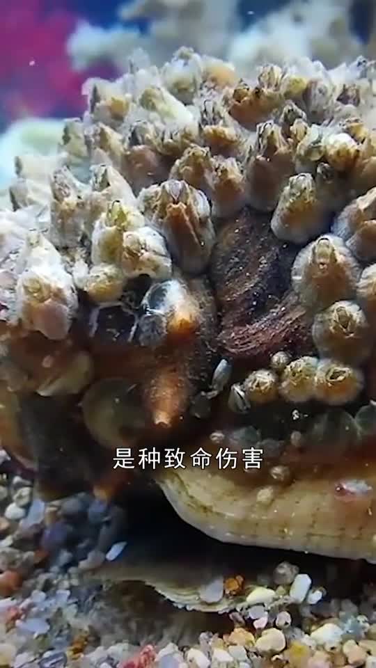 鲍鱼壳上有藤壶图片