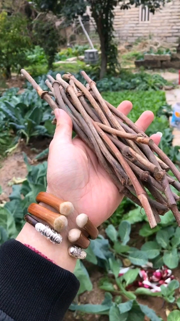 2019,立个新年flag#良藤～鸡血藤