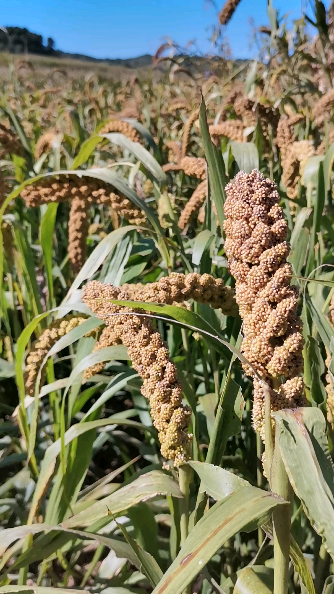 谷穗弯弯大丰收