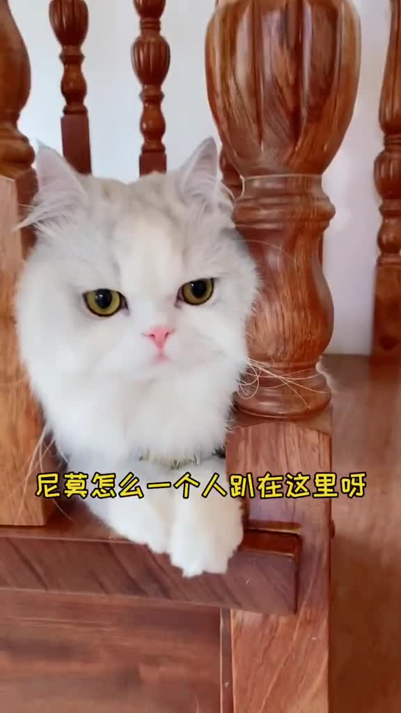 家有猫咪#没想有一天我被尼莫套路了