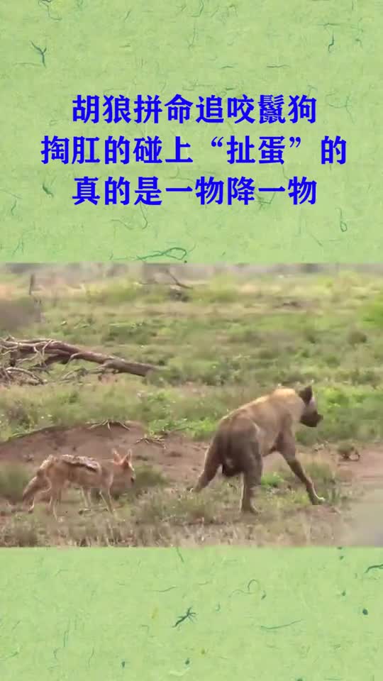 胡狼拼命追咬鬣狗,掏肛的碰上"扯蛋"的,真的是一物降一物