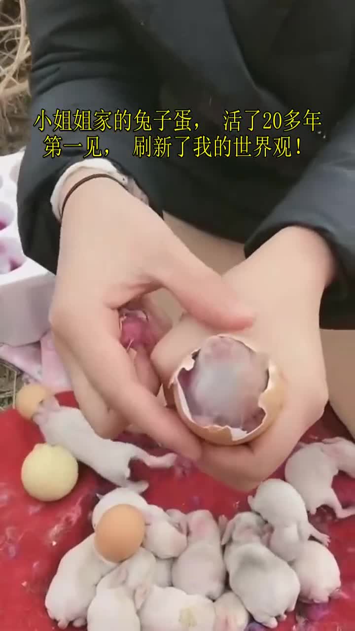 我要上热门#小姐姐家的兔子蛋,活了20多年第一见,刷新了我的世界观!