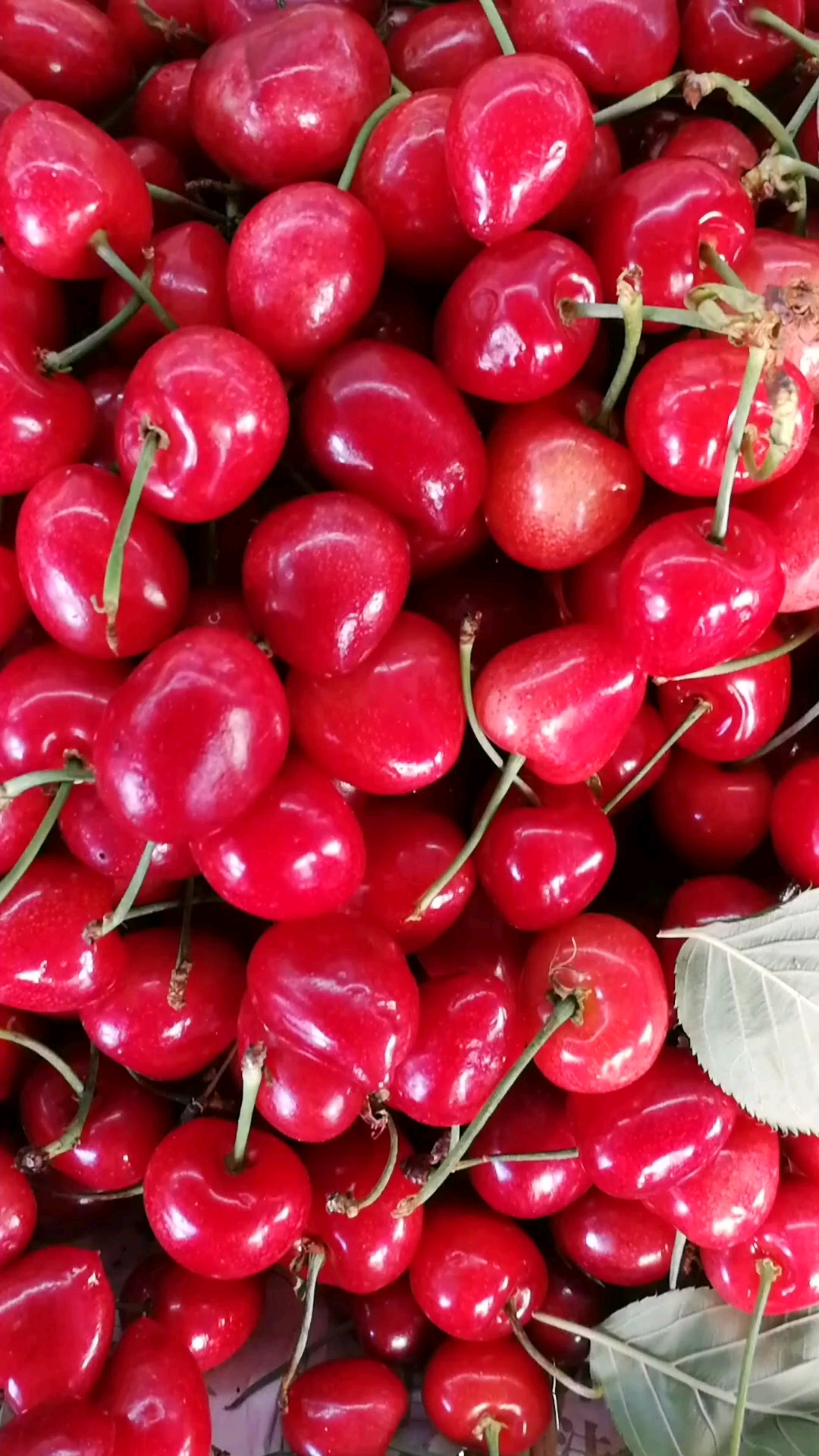 心型鸳鸯樱桃50元一斤.