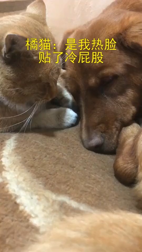 橘猫:是我热脸贴了冷屁股!