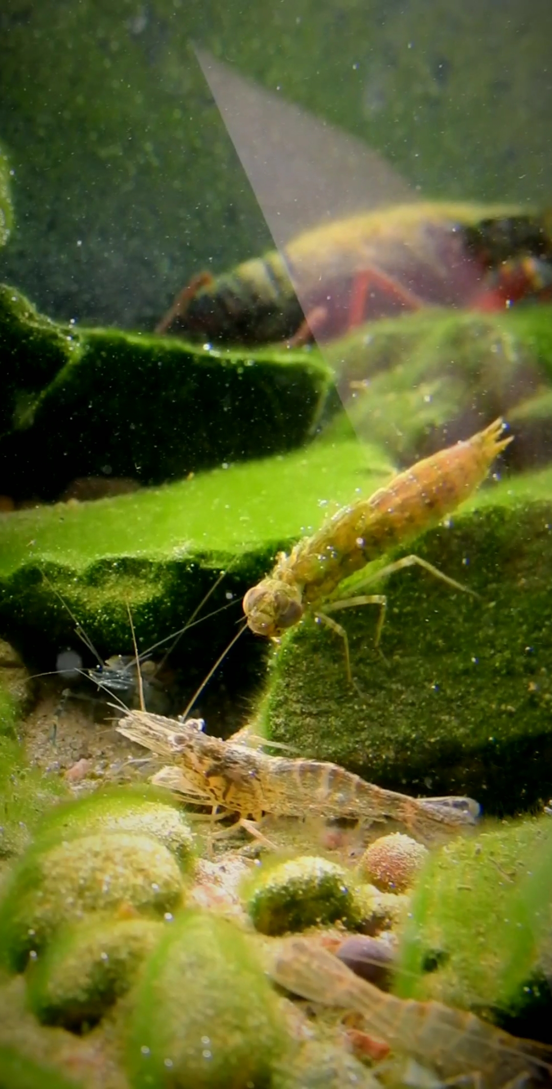 我要上热门#两只虾打架,无防守攻击,拼命的节奏