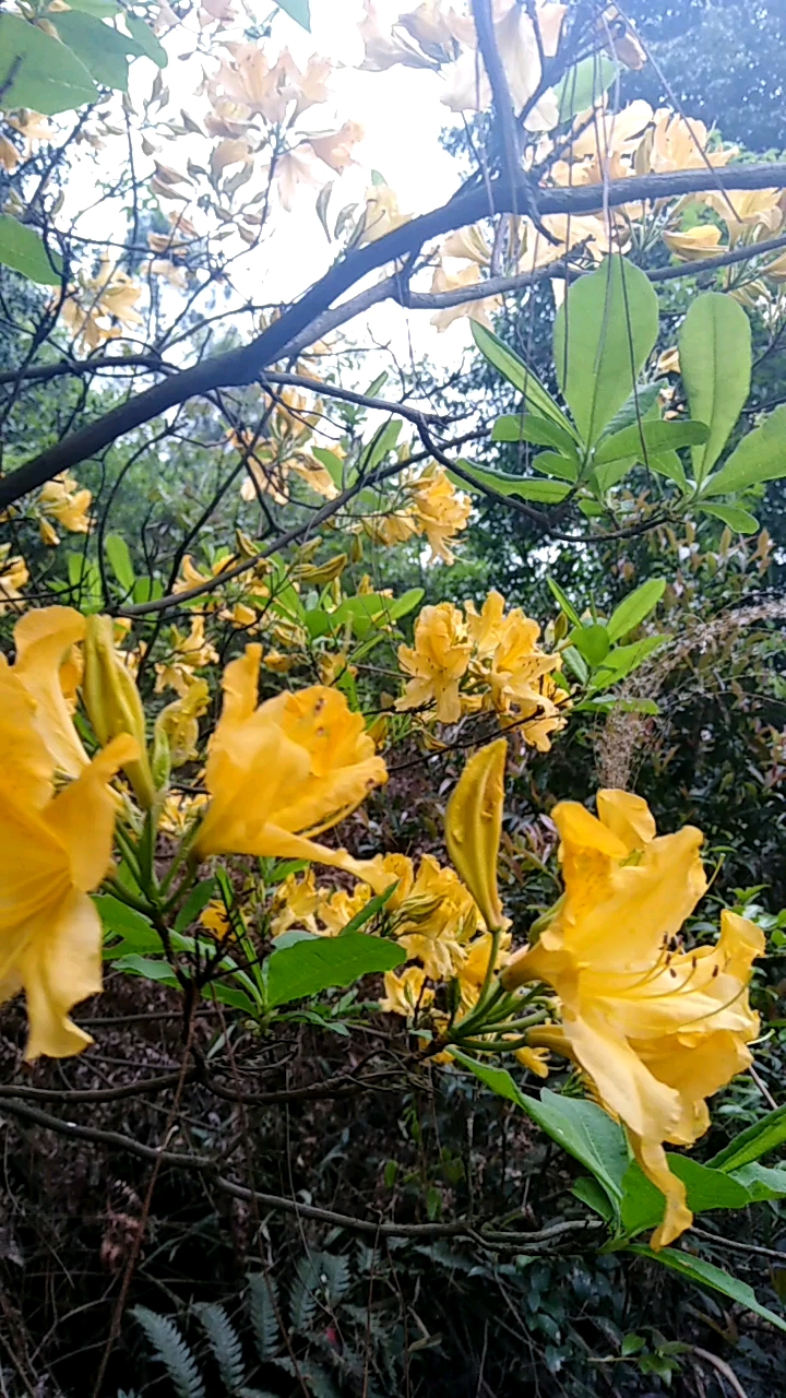 老虎花的毒性图片