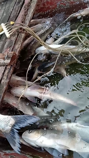 刚逮来的万年闸运河野鱼,附近有要的都去刘庄路口买哈!保证是野生的!