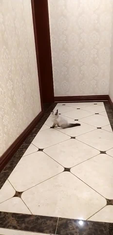 本来没想好起什么名字直到看见他跳起来抓墙然后他就叫猴子了布偶猫