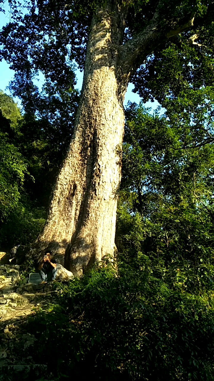 龙州千年蚬木王
