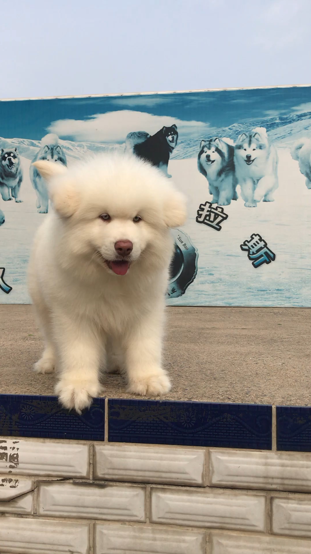 罕见白桃阿拉斯加王子