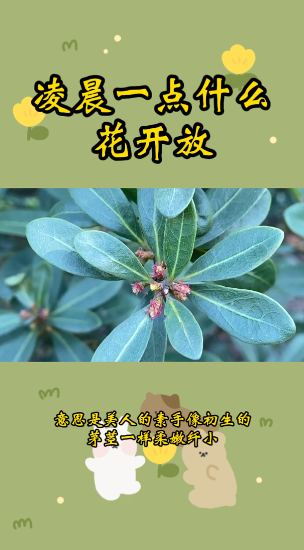 凌晨一点什么花开放