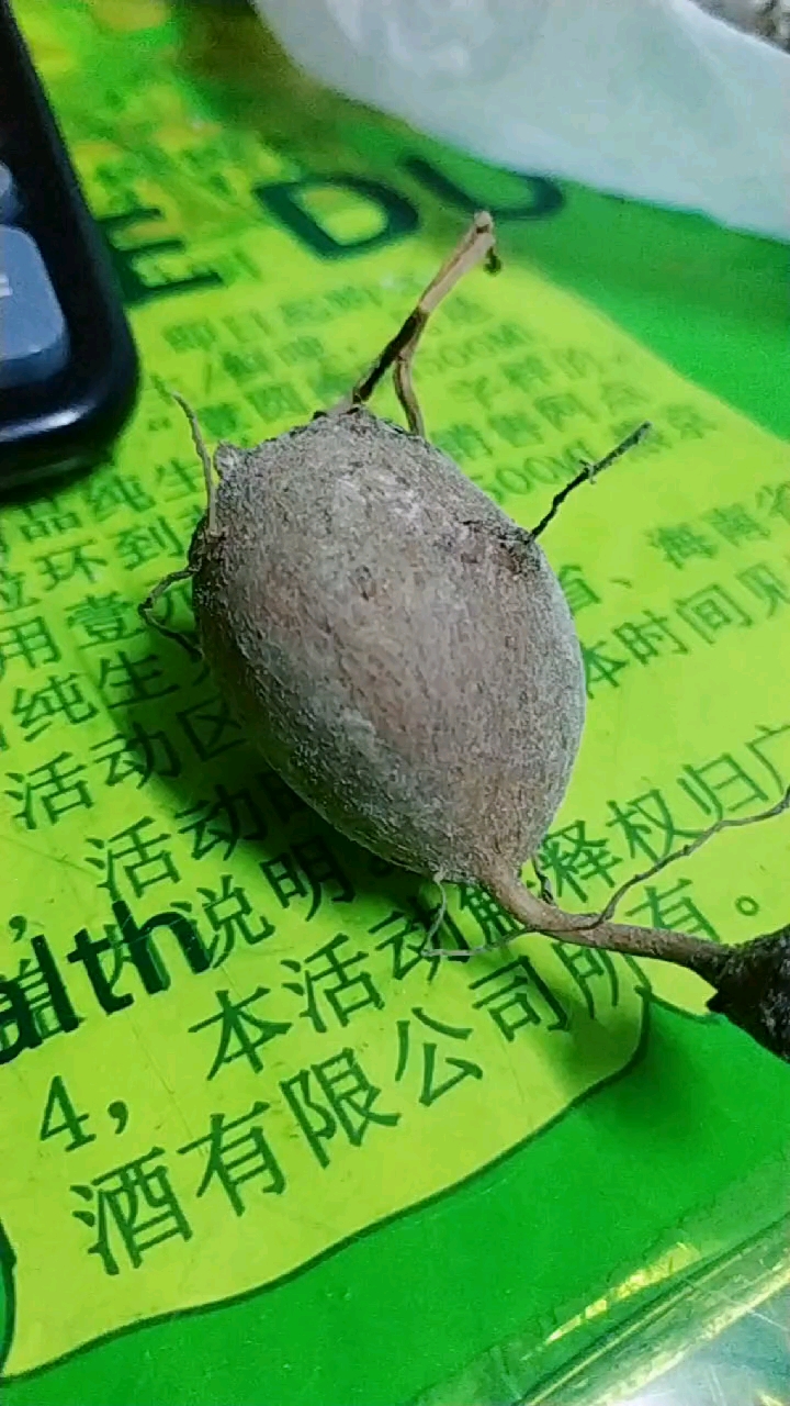 香地栗,不知是否对版