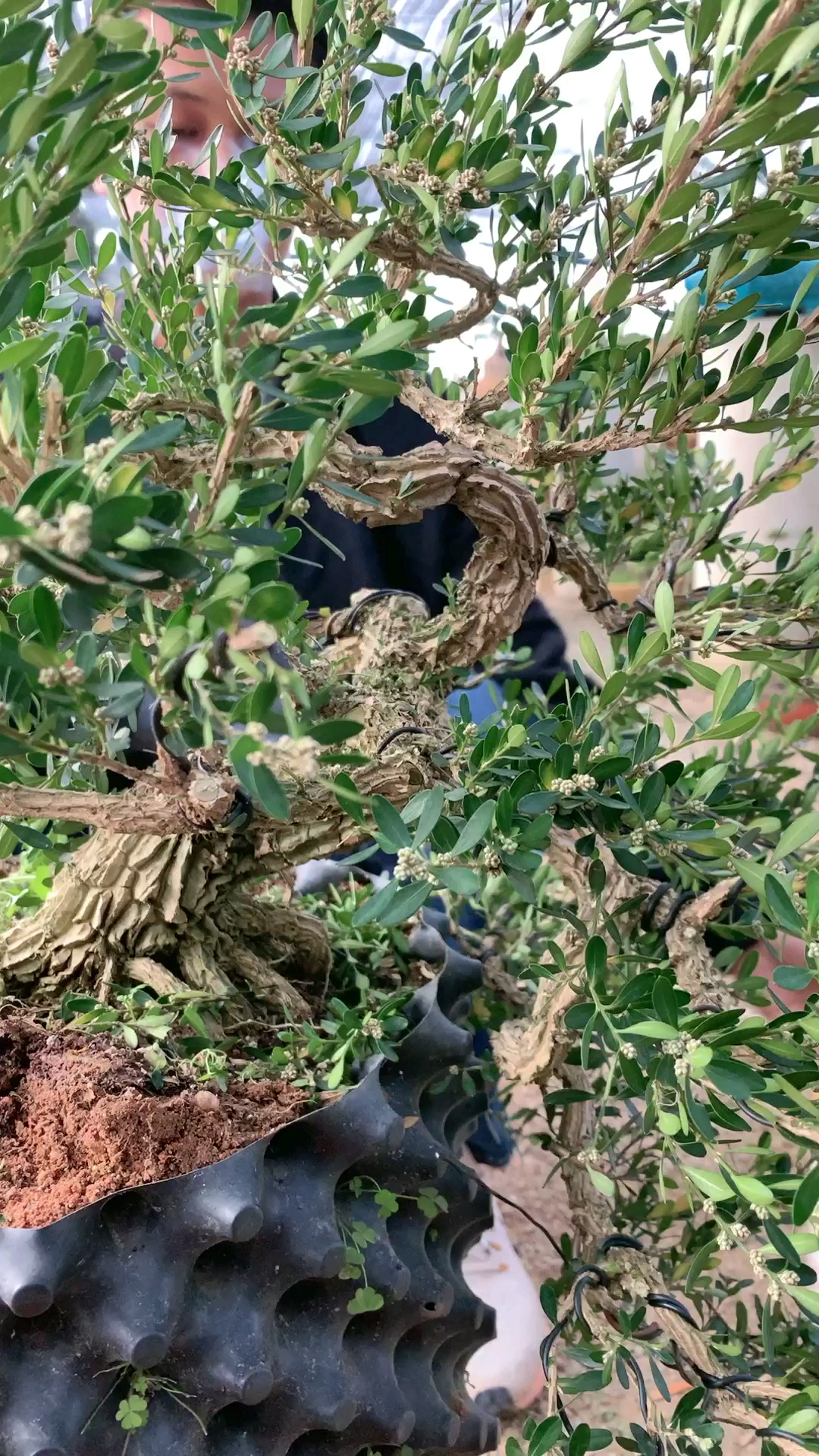 提根精品雀舌黄杨