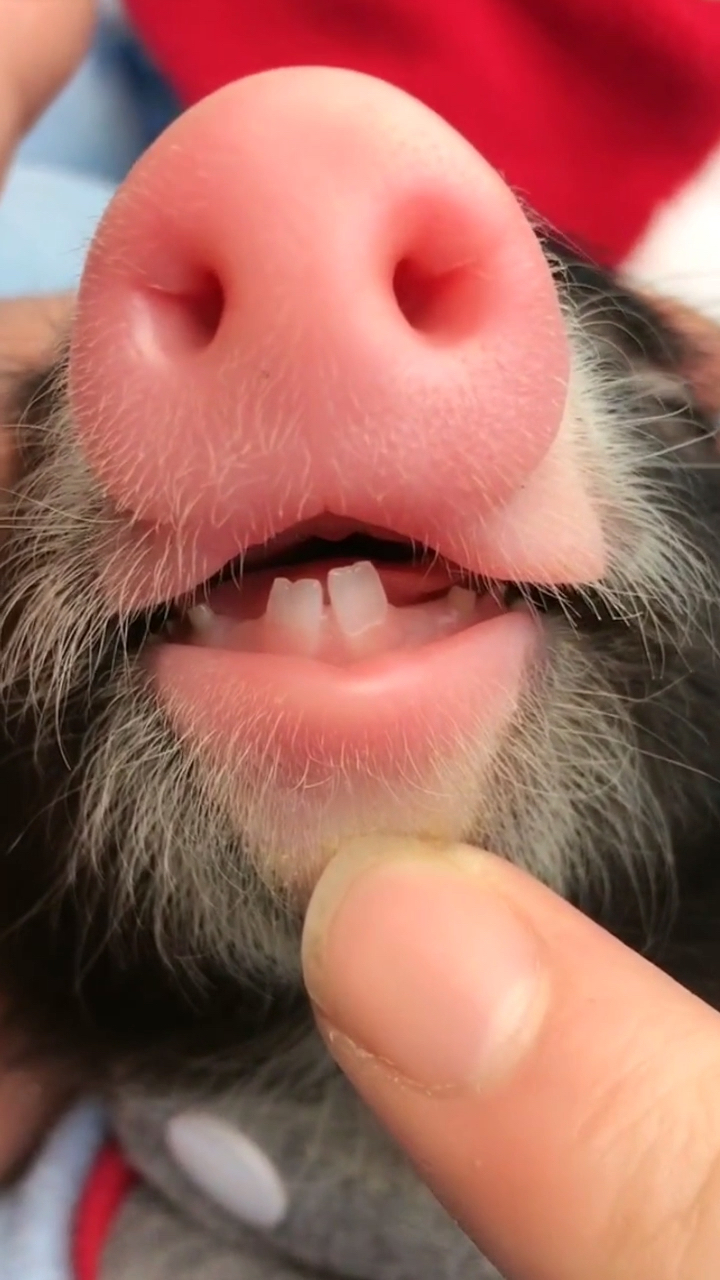 鼠年大吉#嘟嘟的老鼠牙,白不白