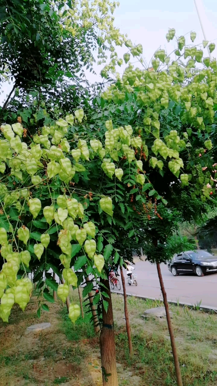 这就是灯笼树,学名栾树,看看是不是像挂了许多小灯笼?