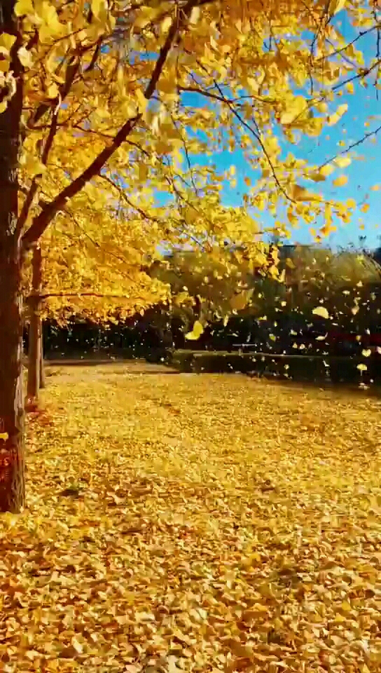 秋风瑟瑟,落叶飘飘