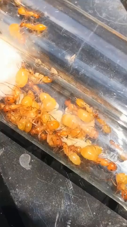 搞笑段子剧#全黄土耳其弓背蚁国产蚁颜值巅峰