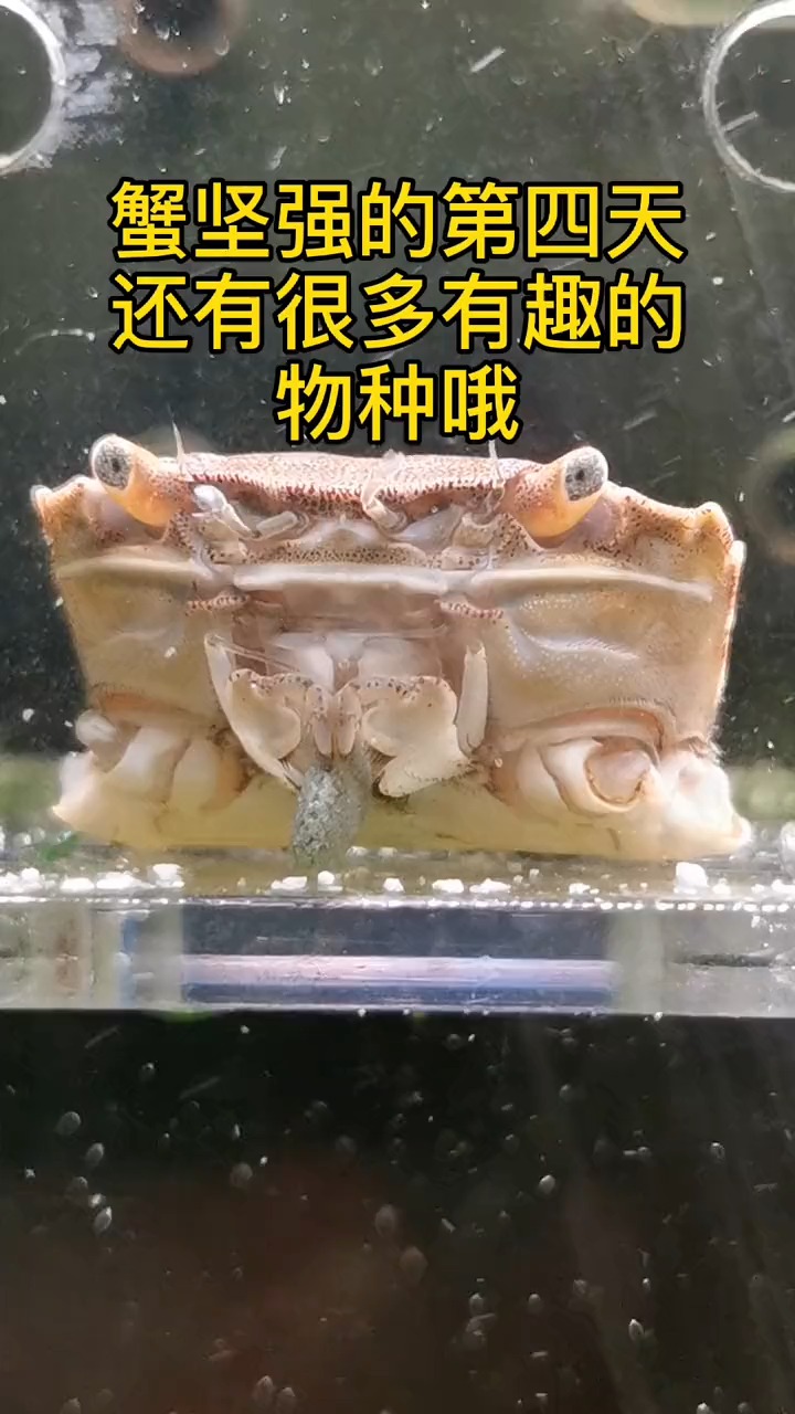 今天是吃素的蟹坚强,仍在努力的活着