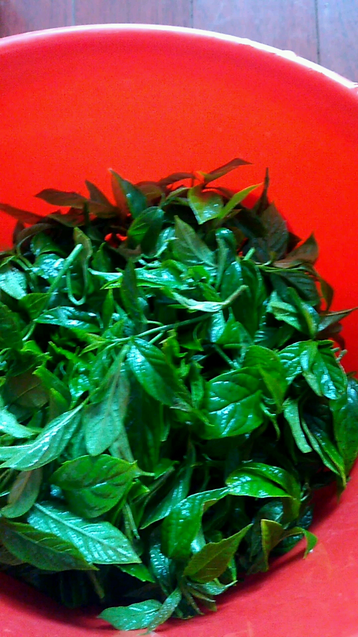 茶叶地里的一种野菜,焯水后可炒食,也可加骨头煲汤,降火去暑.