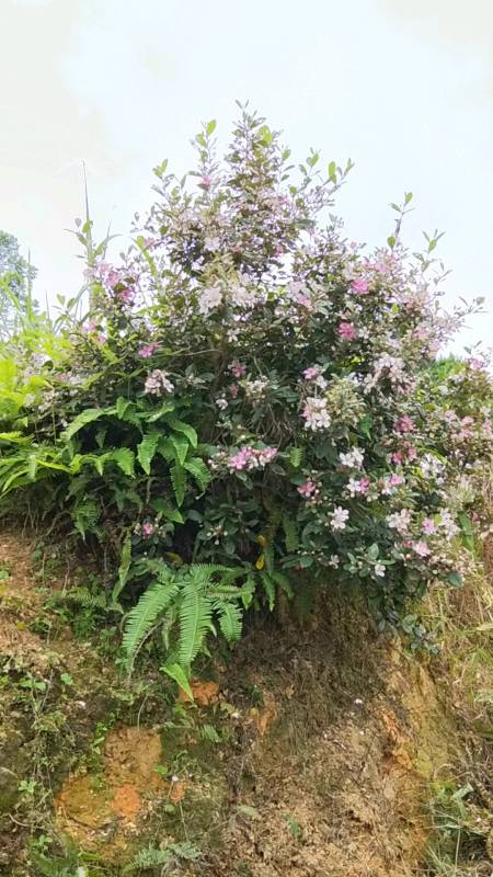 这棵稔子树,每年都会开很多花-度小视