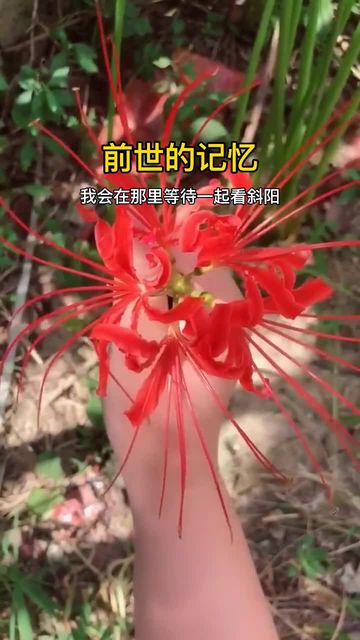 我不小心把血滴进了彼岸花(我不小心把血滴进了彼岸花死人回复活吗)