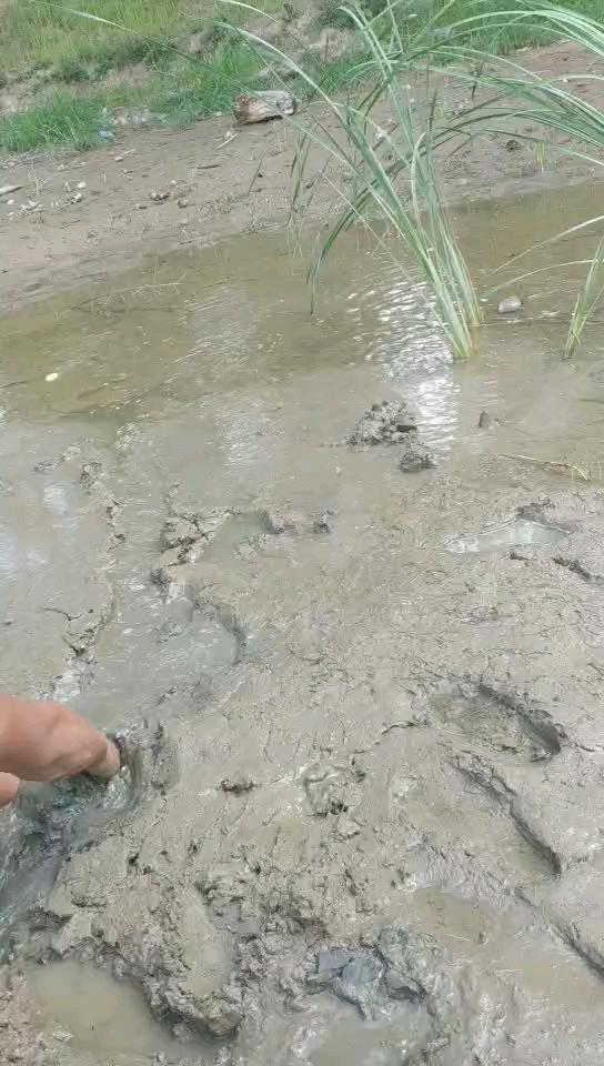 捉泥鳅
