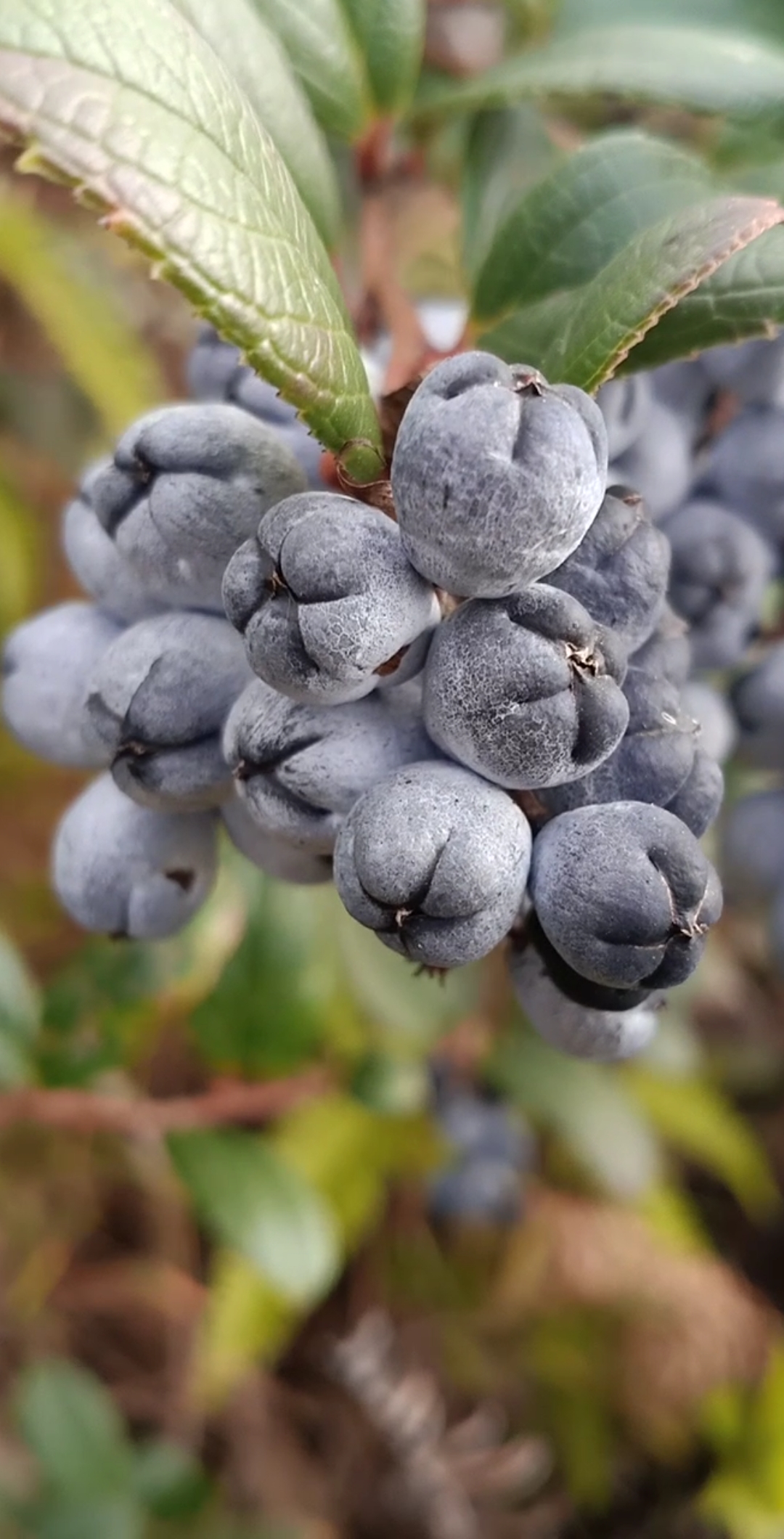 顾乡处处可见,味道鲜美的野蓝莓!