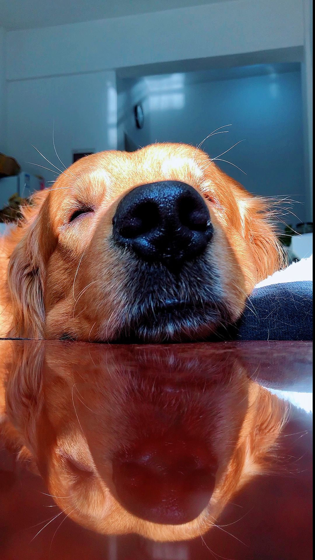 搞笑萌宠#午休时间,你和阳光都在.真好.