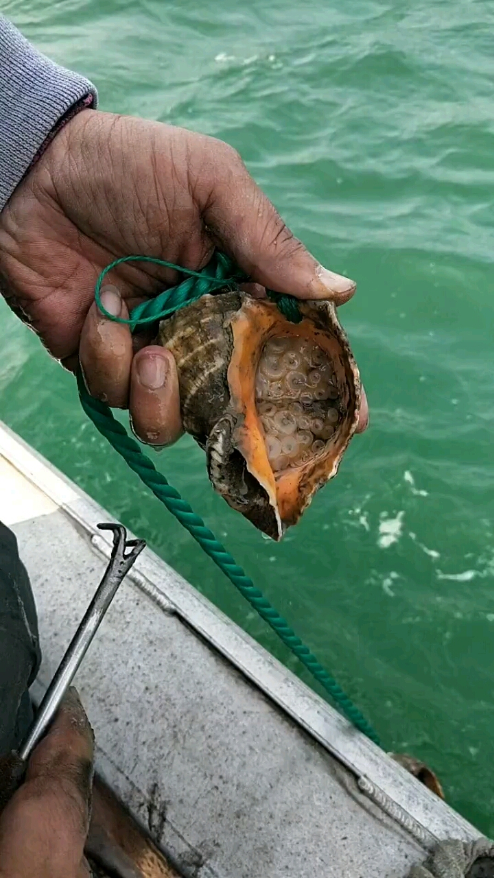 传统抓八爪鱼方式