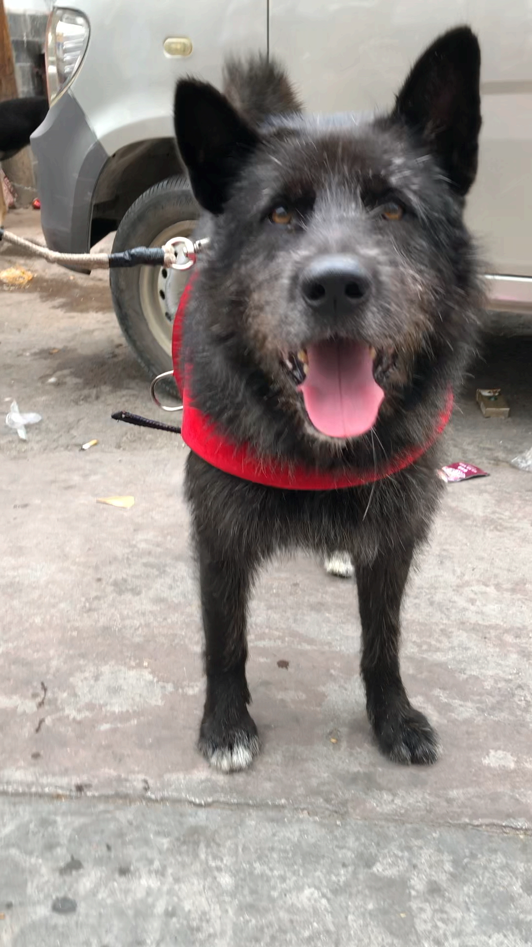 大体型黑胡子狗,再不好好欣赏以后就看不见了