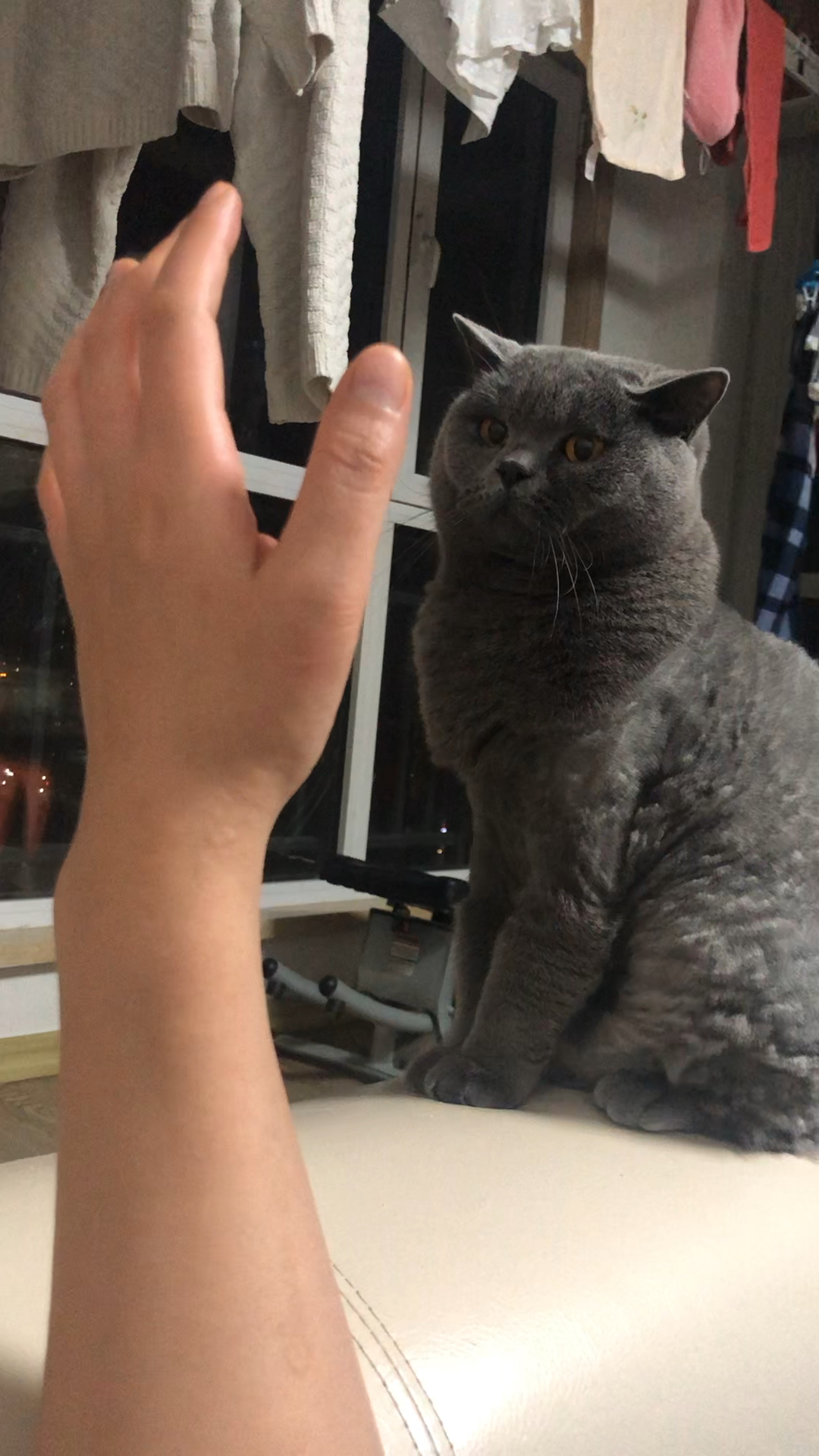 能分清手势的猫,举手挨揍,比有好歹的