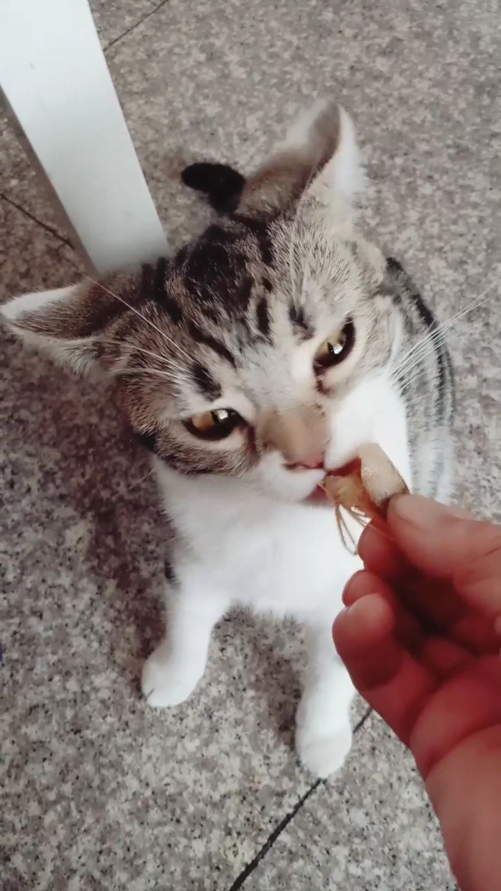 我喂小猫吃呢.是什嘛东西?