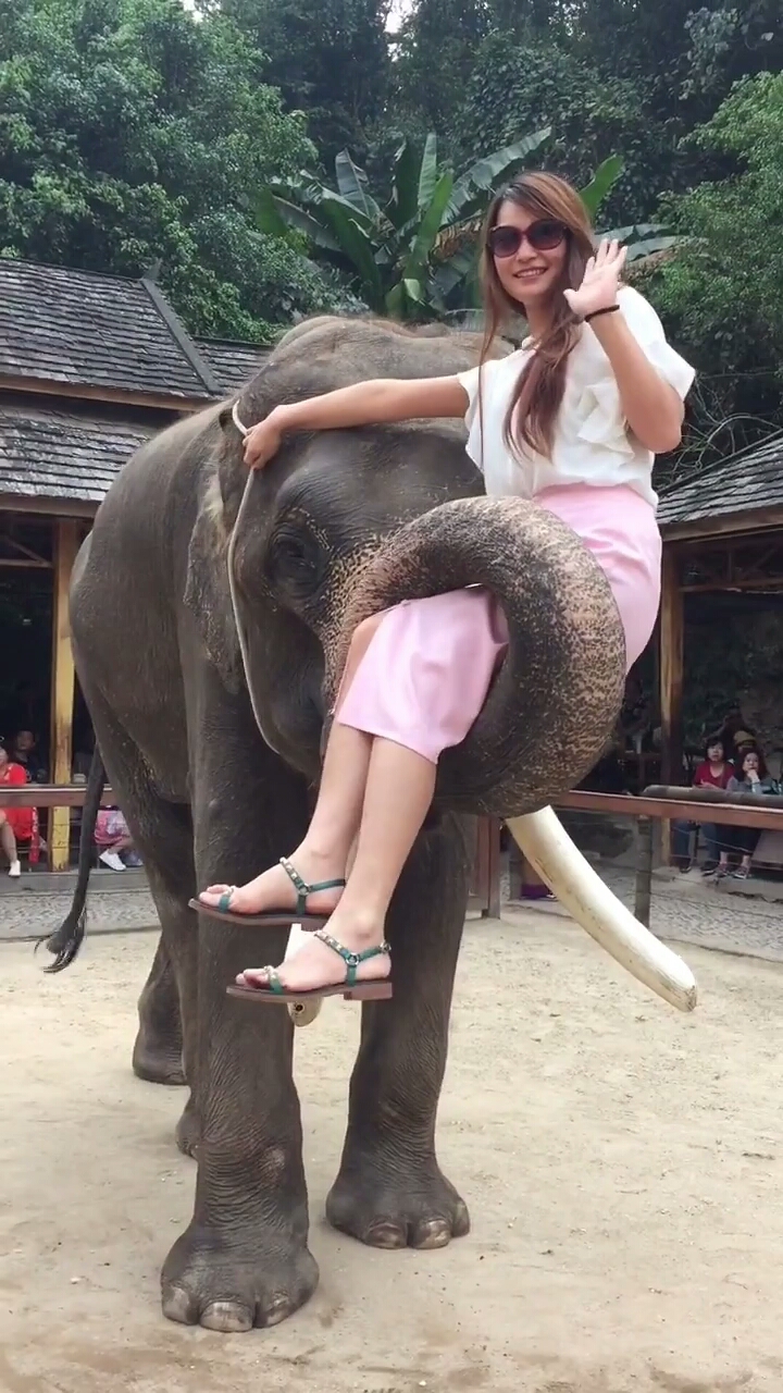美女坐在大象的鼻子上浪漫又可爱.