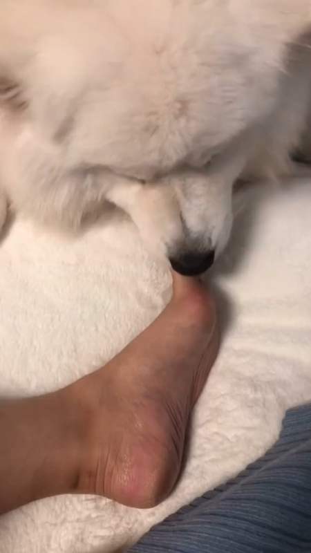 就问你香不香!夏天蚊子吸 冬天你舔jio～ 我这珍贵的脚!