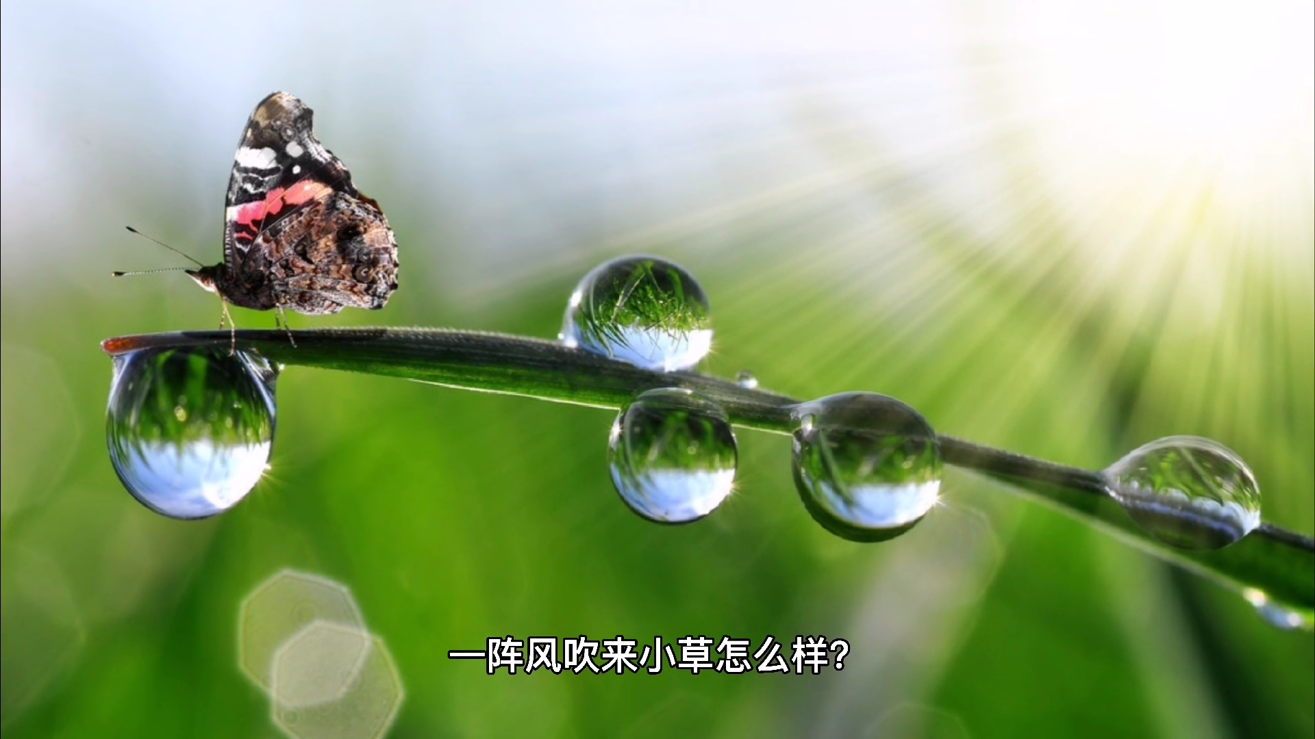 一阵风吹来小草怎么样?柳条怎么样?柳枝怎么样?