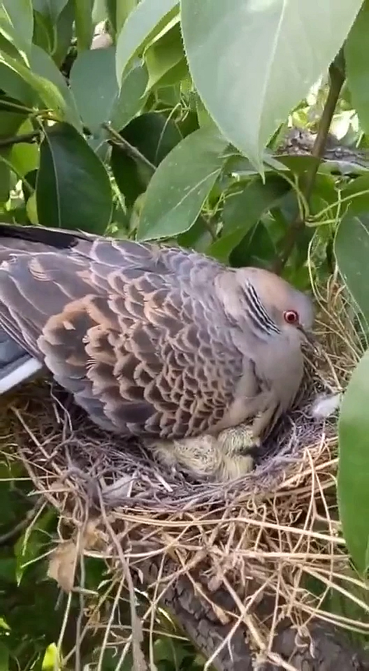 晒晒我家的春天#虎斑抱窝了!